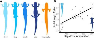 Body and Tail Coordination in the Bluespot Salamander (Ambystoma laterale) During Limb Regeneration